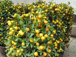 金橘(芸香目芸香科植物)