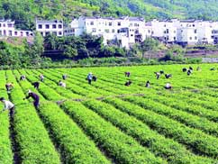 女娲银峰(无公害食品茶叶)