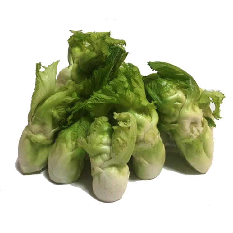 抱子芥(十字花科芸薹属植物)