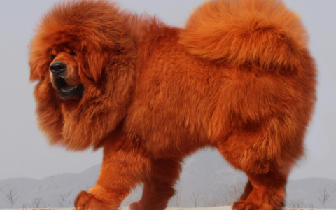 红獒(食肉目犬科动物)