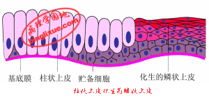 化生(一种分化组织过程)