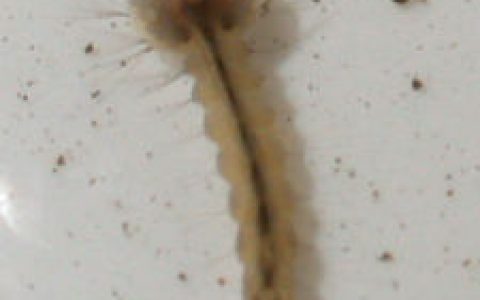 孑孓(蚊子幼虫)