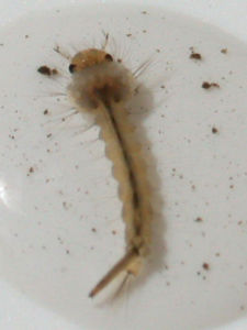 孑孓(蚊子幼虫)