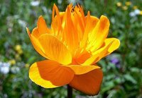 金莲花(毛茛科金莲花属植物)