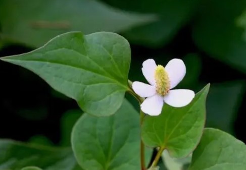鱼腥草(三白草科蕺菜属植物)