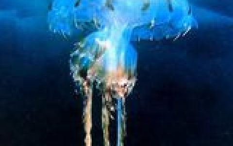 北极霞水母(腔肠动物)