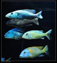 三湖慈鲷(硬骨鱼纲鲈形科鱼类)