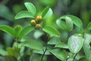 防己科(毛茛目下科)