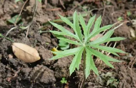 兔儿伞(菊科兔儿伞属植物)