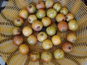 菩提果(植物果实)