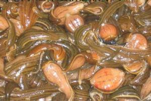水彘蜂(浅水生虫类)