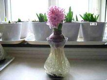 水培风信子(风信子属植物)