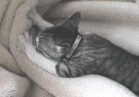 踩奶(猫的一种恋母的表现)