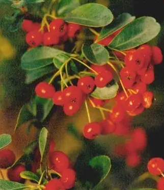 全缘火棘(蔷薇科火棘属植物)