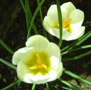 番红花(鸢尾科番红花属花卉)