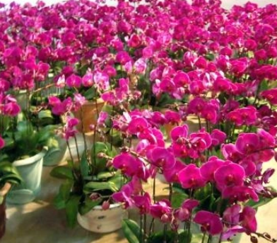 虾尾兰(兰科虾尾兰属植物)