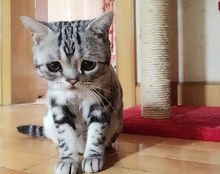 委屈猫(有着一副绝望、被人遗弃表情的Luhu)