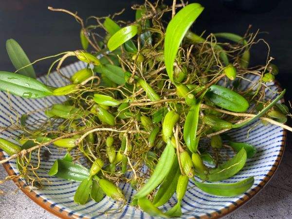 石橄榄(草本植物)