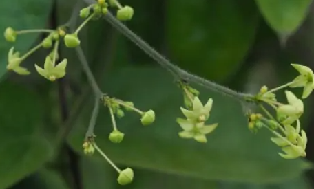 娃儿藤(萝藦科娃儿藤属植物)