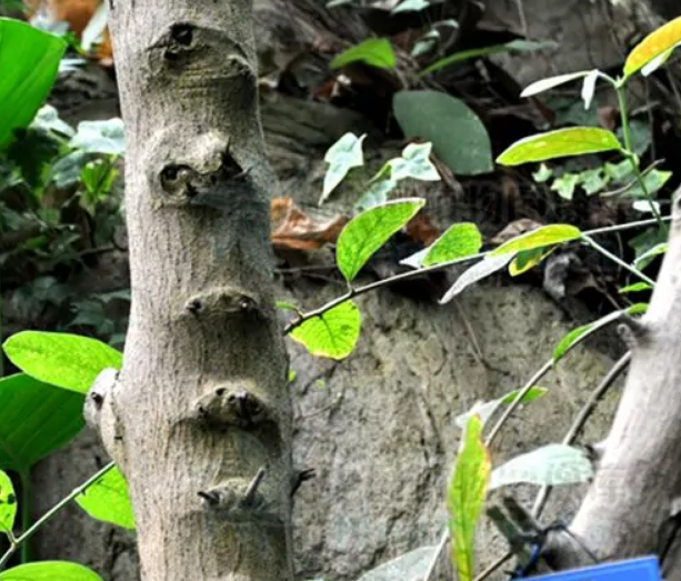 神黄豆(豆科决明属植物)