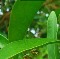 山小橘(芸香科山小橘属的植物)
