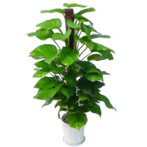 绿箩(天南星科麒麟叶属植物)
