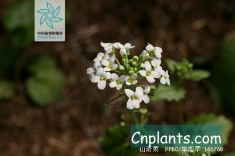 山萮菜(十字花科山萮菜属植物)