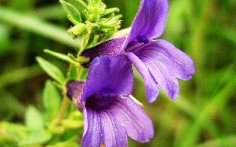 毛麝香(玄参科毛麝香属植物)