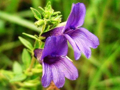 毛麝香(玄参科毛麝香属植物)