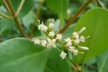 瓶花木(茜草科瓶花木属植物)