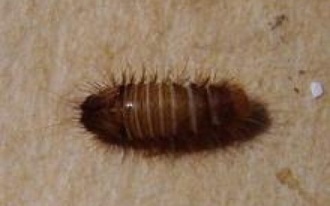 黑皮蠹(皮蠢科昆虫)