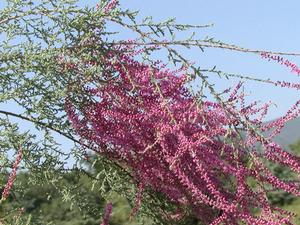 柽柳(柽柳科柽柳属植物)