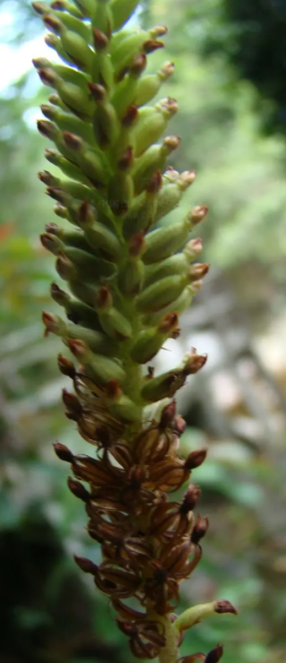 石风丹(兰科萹蓄属植物)