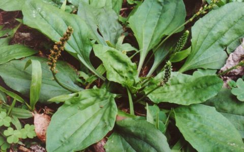 蛤蟆衣(车前科车前属植物)