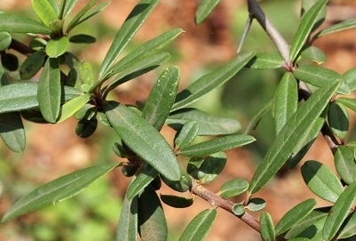 窄叶火棘(蔷薇科火棘属植物)