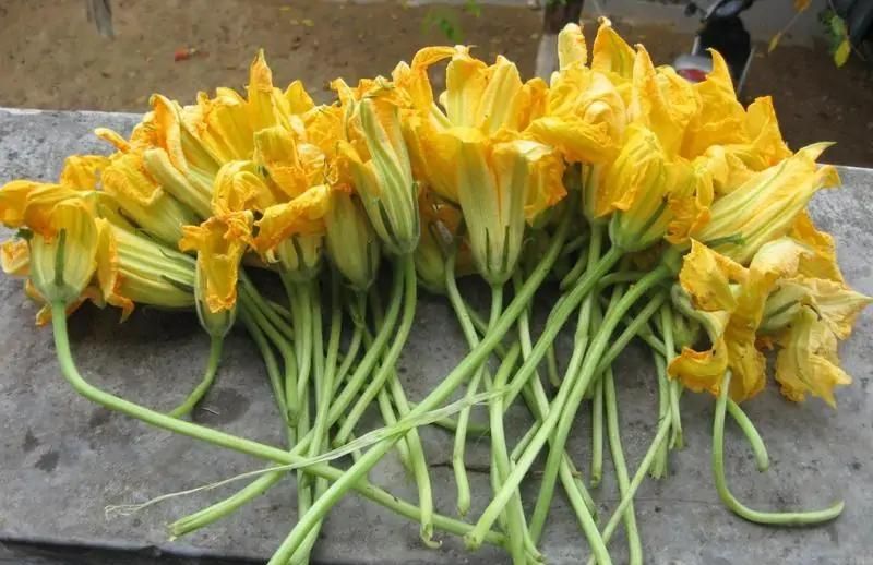 南瓜花(葫芦科植物南瓜的花)