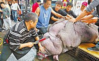 神猪(台湾道教和民间信仰祭典中所用的牲礼之一)