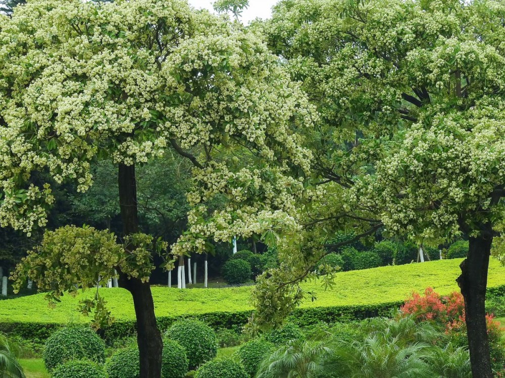 糖胶树(夹竹桃科鸡骨常山属植物)