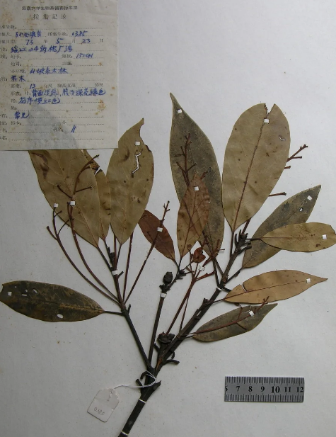 山楠(樟科楠属植物)