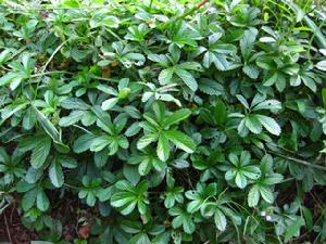 蛇含(中药植物)
