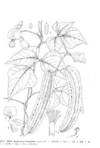 四棱豆(豆科四棱豆属植物)