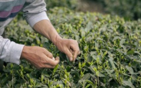 金丝滇红茶如何泡,金丝滇红茶怎么泡