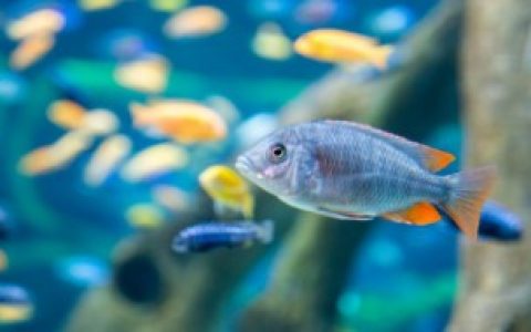 家庭鱼缸如何隔音好,家庭鱼缸怎么隔音好