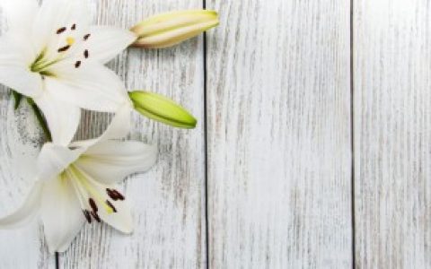 新年适合送什么花给妈妈,适合过年送给妈妈的花