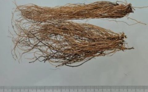 如何挑选细辛,怎么挑选细辛