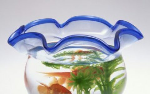 鱼缸里长青苔好不好 鱼缸里长青苔好吗