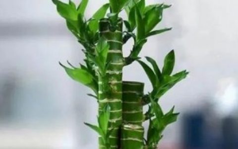 文昌竹怎么养殖方法 文昌竹如何养护呢