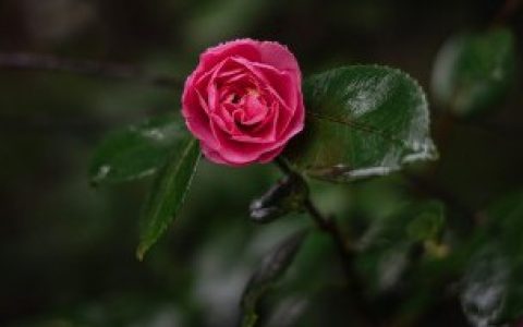 家里能出大官征兆 家里能出大官征兆是什么