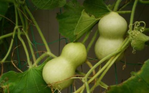 成熟的葫芦怎么保存呢（瓢葫芦怎么保存）