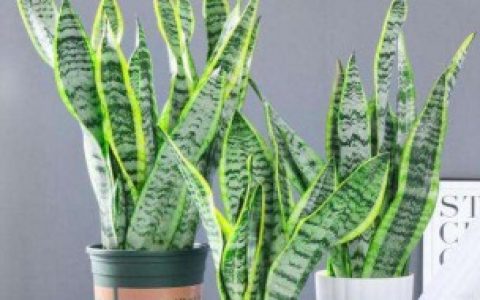 养护虎皮兰发芽多的技巧（虎皮兰如何养殖发芽多）